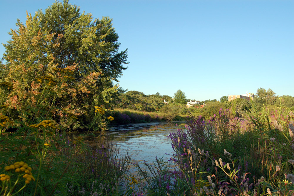 mwra - Alewife Brook Reservation